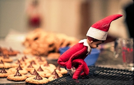 elf-shelf-robinwood_0127.jpg